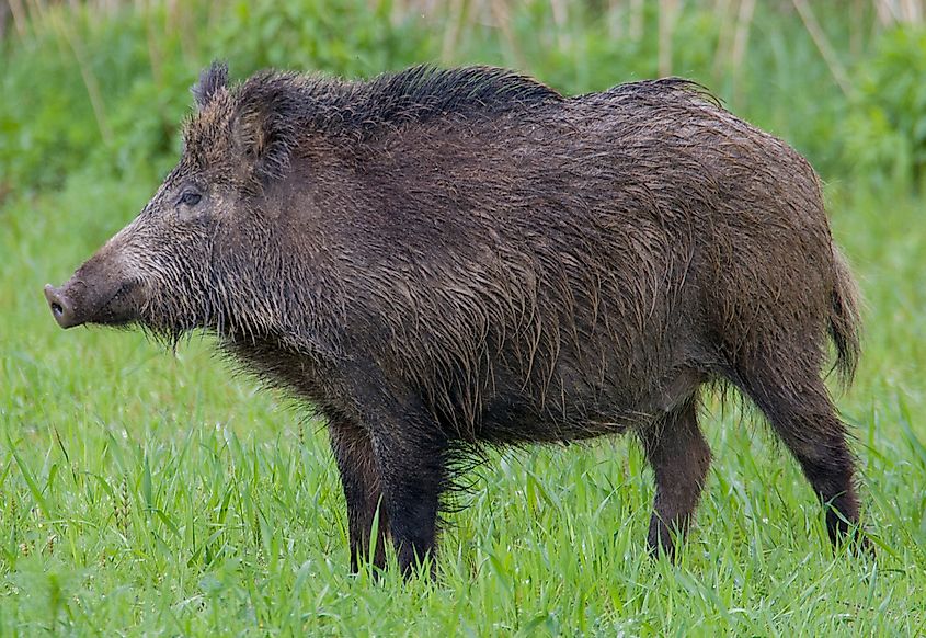 Wild boar. Jerzy Strzelecki - Own work via Wikicommons