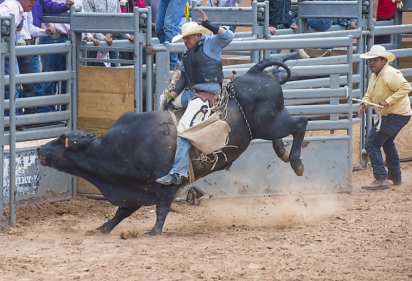 A rider on a bucking bull during a rodeo.