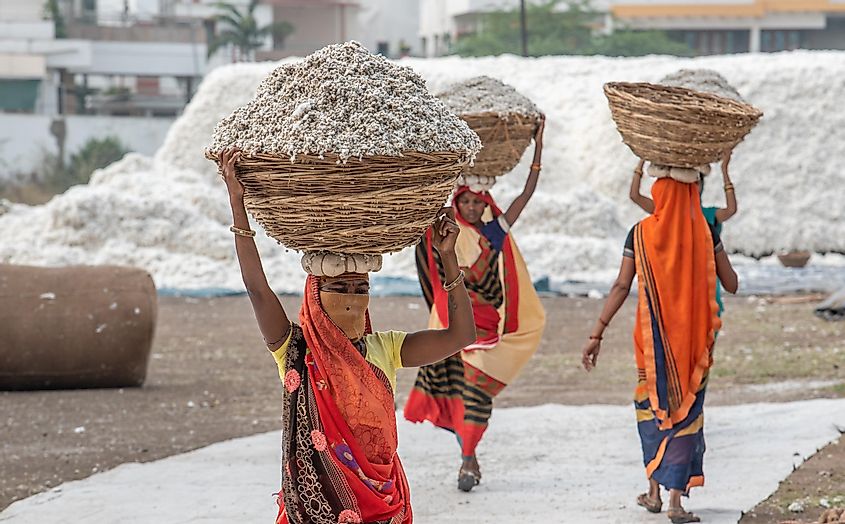 Indian women carrying cotton for processing in the mill