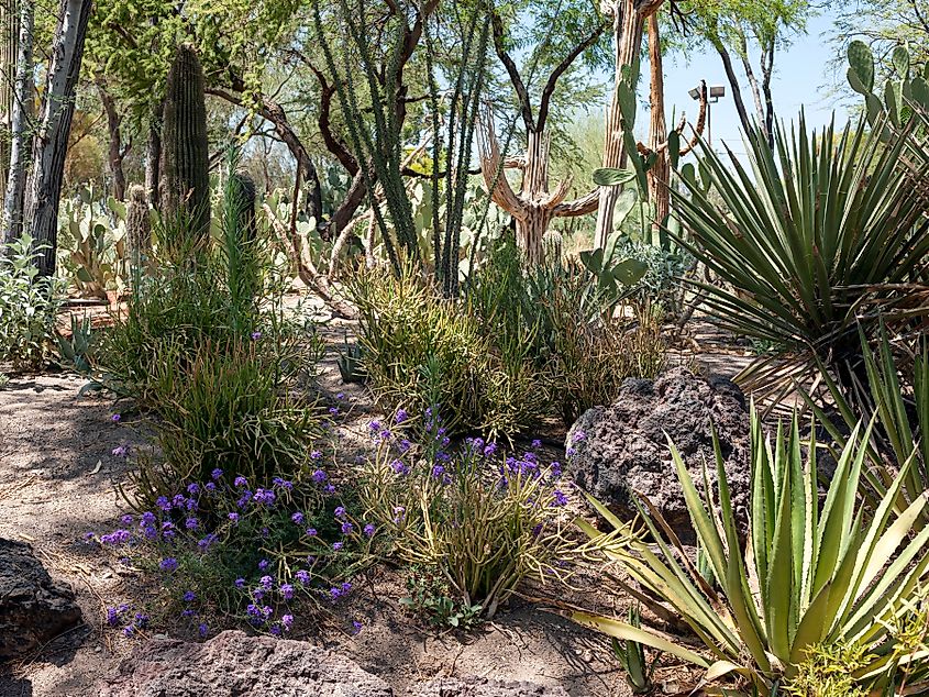 Editorial Photo Credit: Chris Lawrence Images via Shutterstock. HENDERSON, NEVADA, USA - JUNE 15, 2012: Cactus gardens at the Ethel M Chocolate Factory