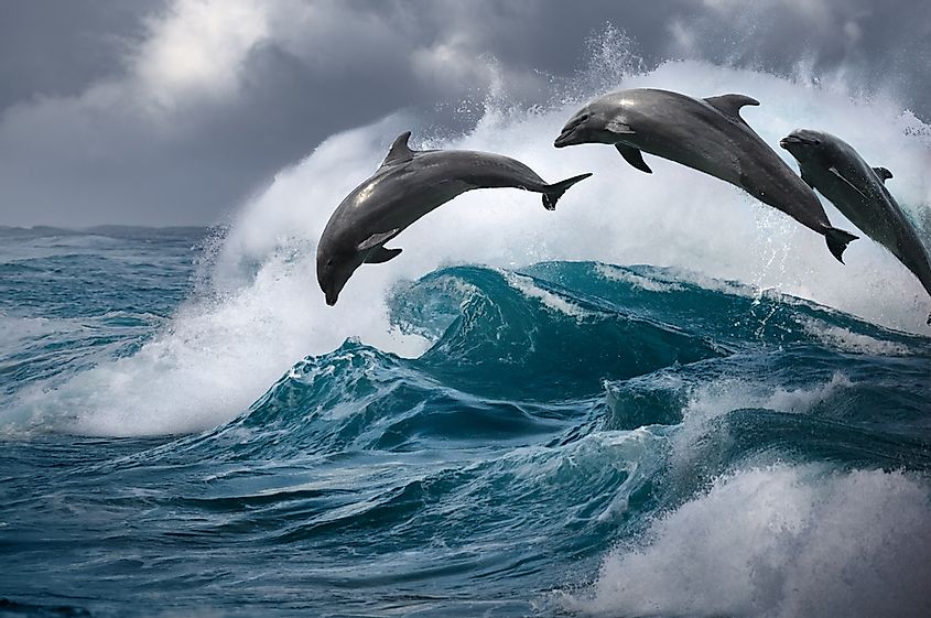 If a male bottlenose dolphin spots an unknown female with her offspring, he will often try to kill the young dolphin. 