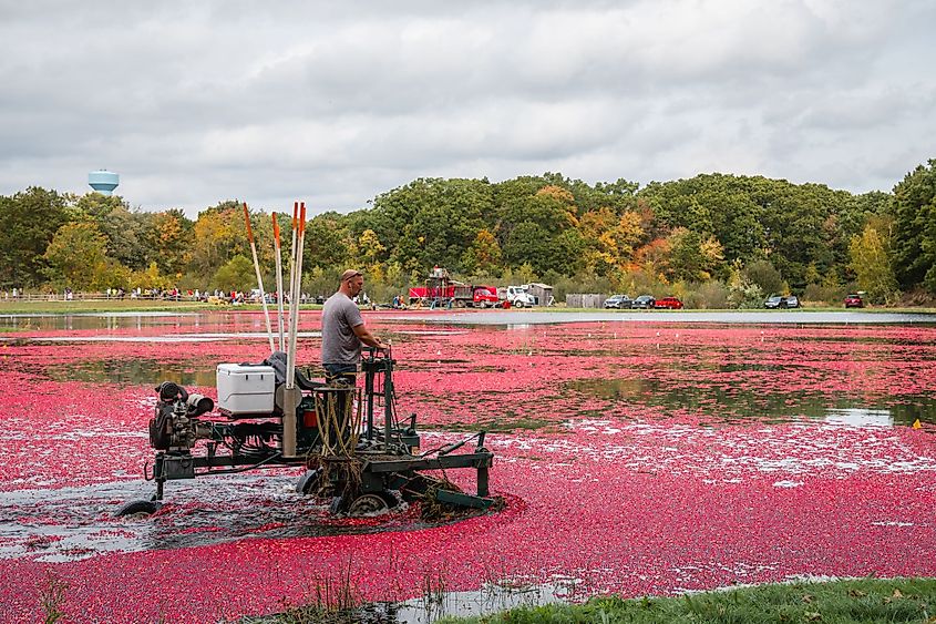 Workers gather bright red cranberries in a flooded bog during annual fall cranberry harvest in Foxborough, Massachusetts