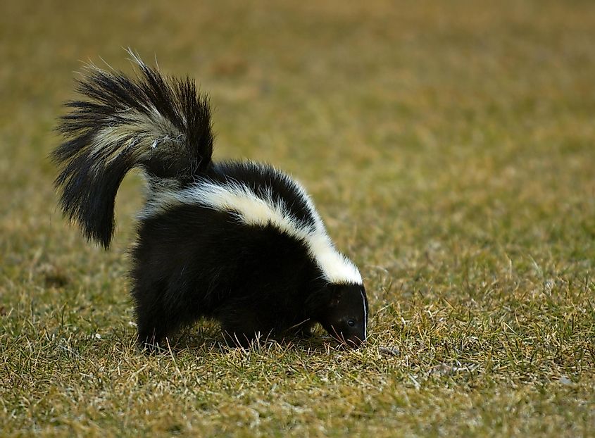 Striped skunk foraging