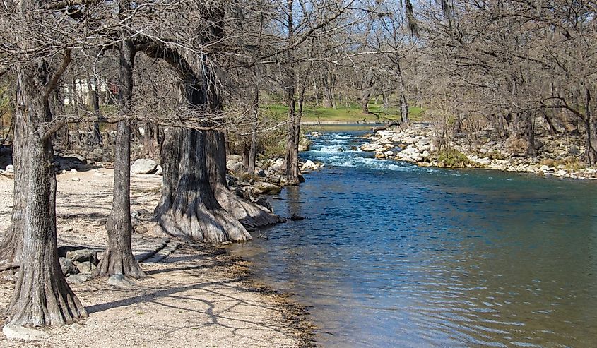 Guadalupe River and cypress tree in Gruene, Texas.