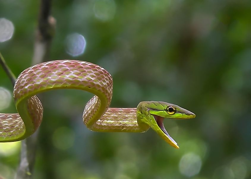 A Mexican vine snake 