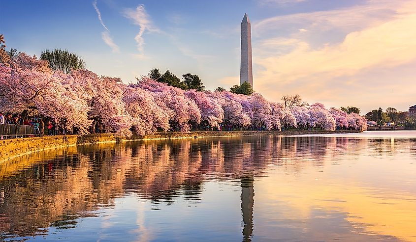 Washington DC in spring with pink flowers blooming on the trees
