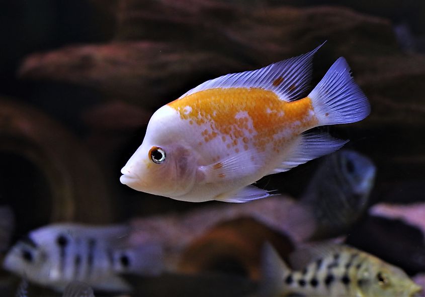 A red devil cichlid, an endemic fish of Lake Managua.