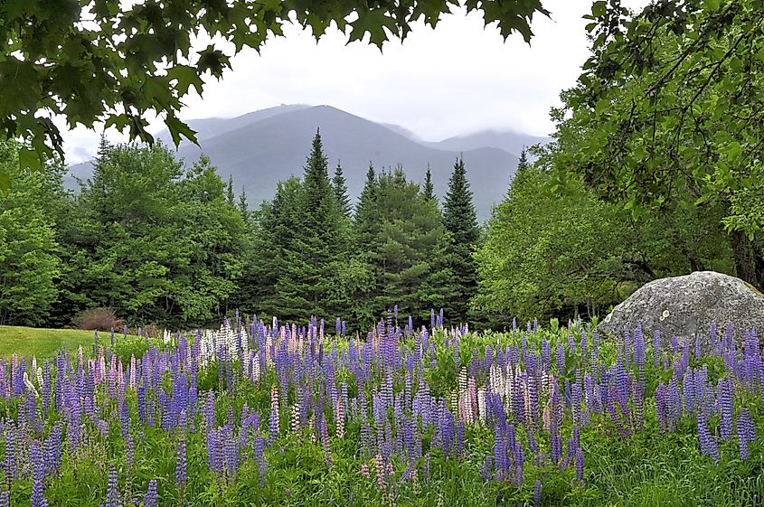 View of the famous lupine flowers in Sugar Hill, New Hampshire.