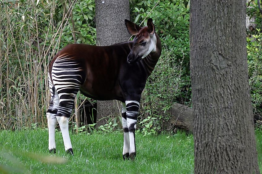 An okapi out for a morning stroll