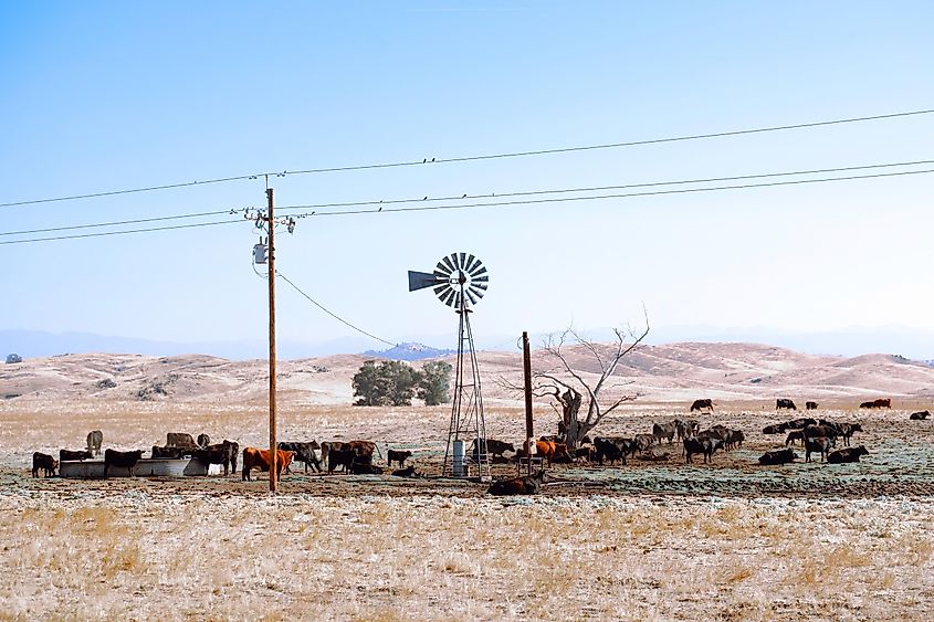 Cattle in a drought-stricken landscape in California.