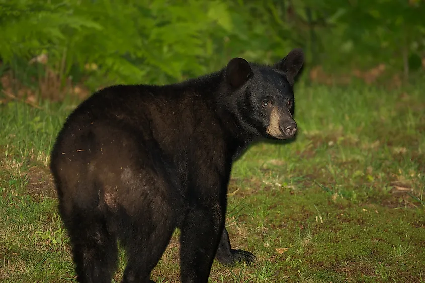 Wild Black bear in Pennsylvania.
