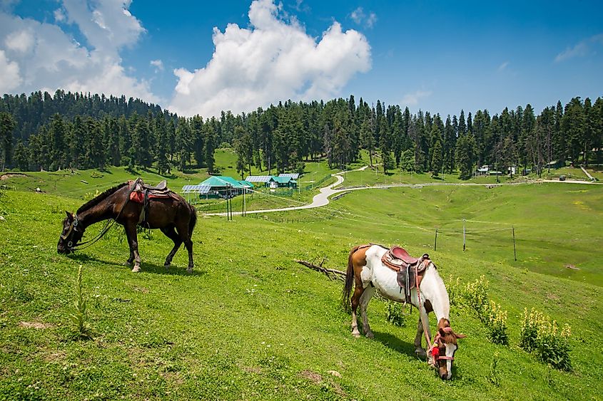 Horses grazing in Gulmarg during summer.