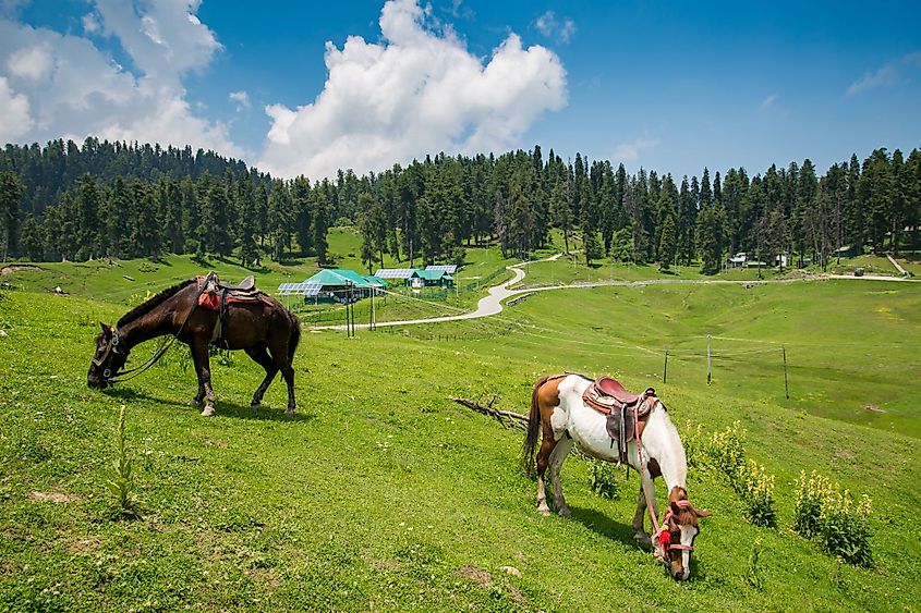 Horses grazing in Gulmarg during summer. 