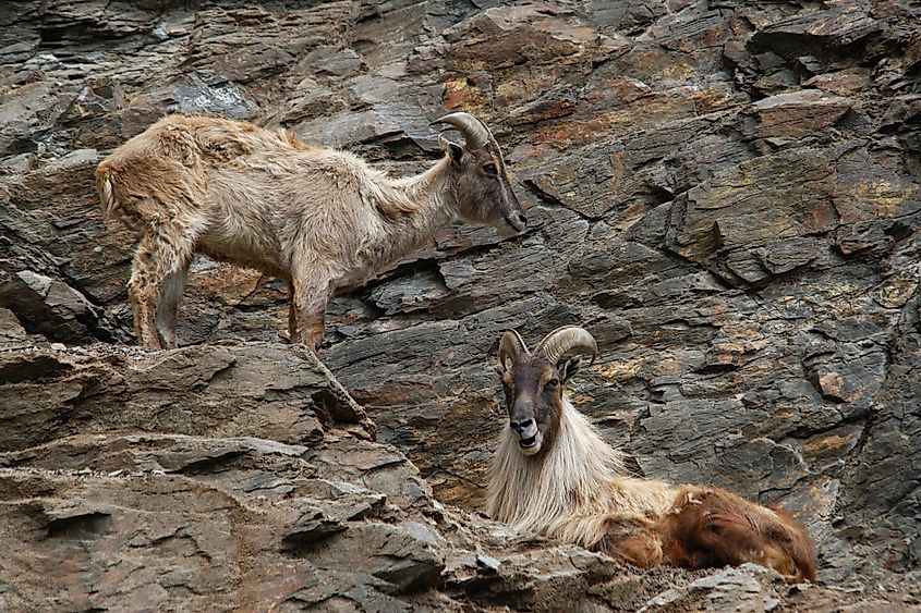 Male and female Himalayan tahr