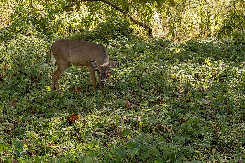 Cuyahoga Valley National Park