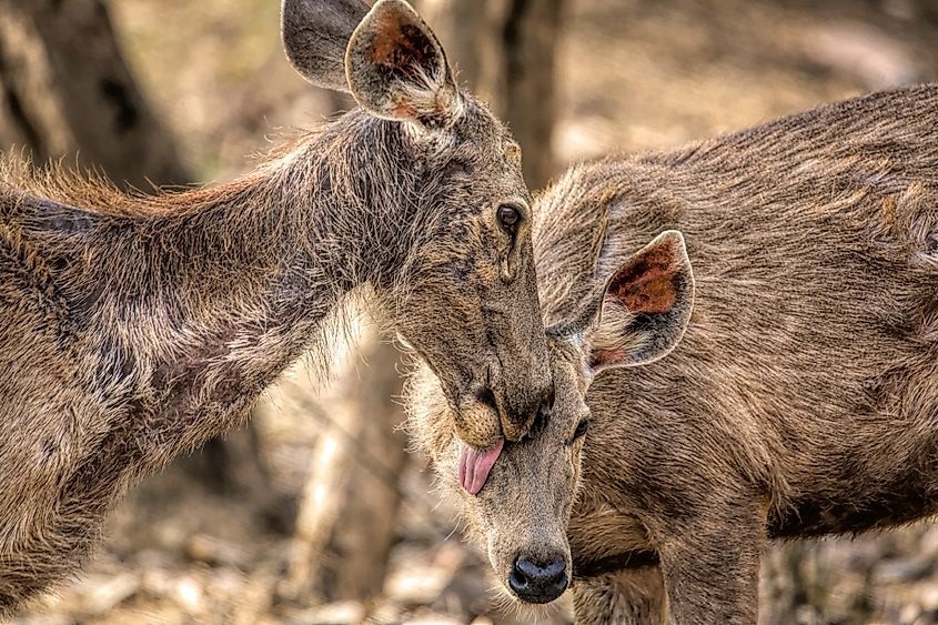 Sambar deer in Ranthambhore National Park