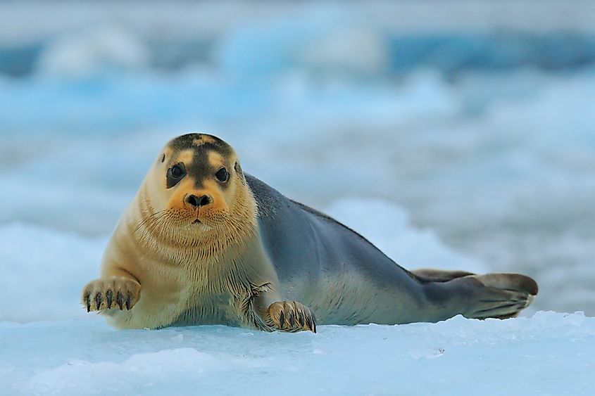The Different Types of Seals - WorldAtlas