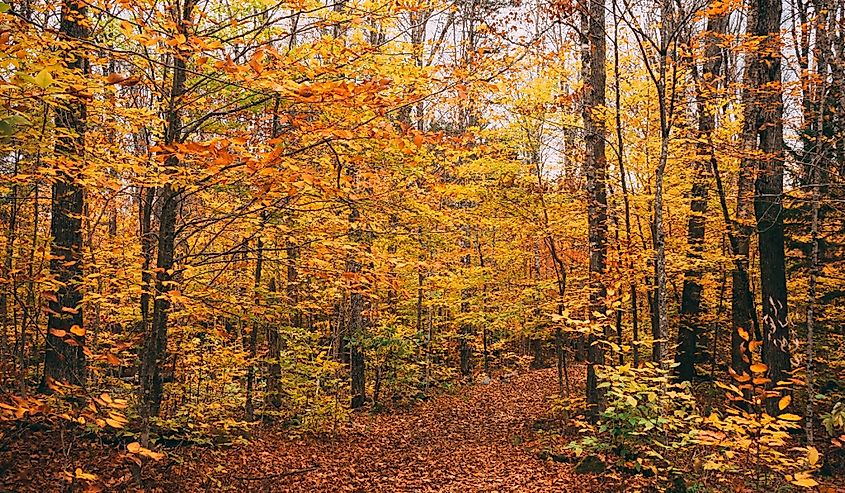 Autumn colors along the Moxie Falls Trail near The Forks, Maine.