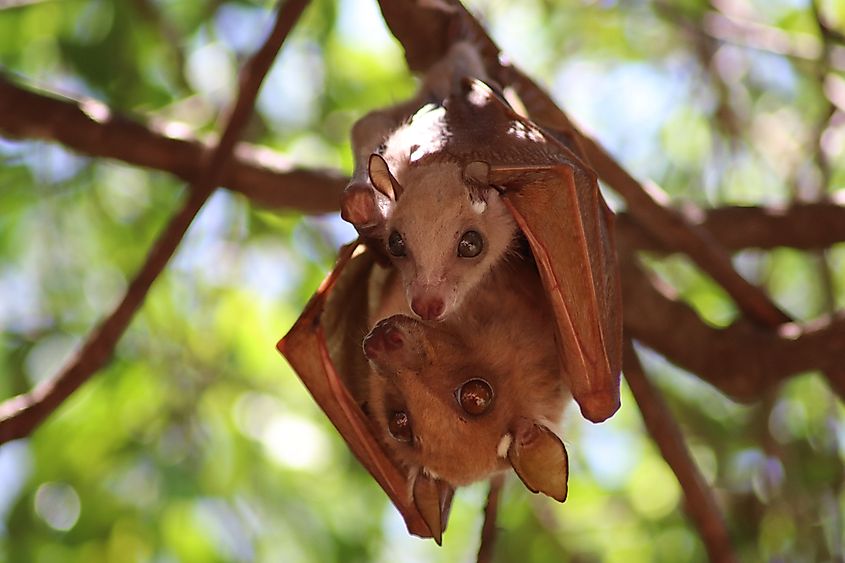 Close up face portrait of african fruit bat mother taking care of cute newborn baby cub.