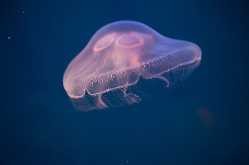 Moon jellyfish, Aurelia Aurita in the water.