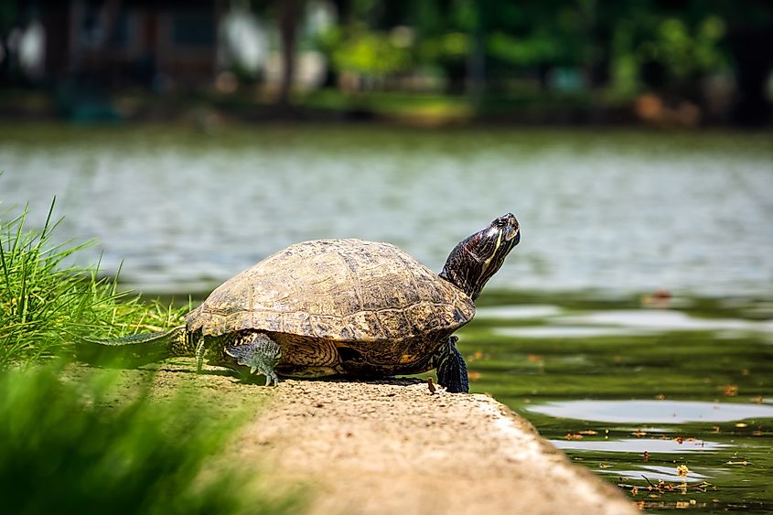 Lumpini Park