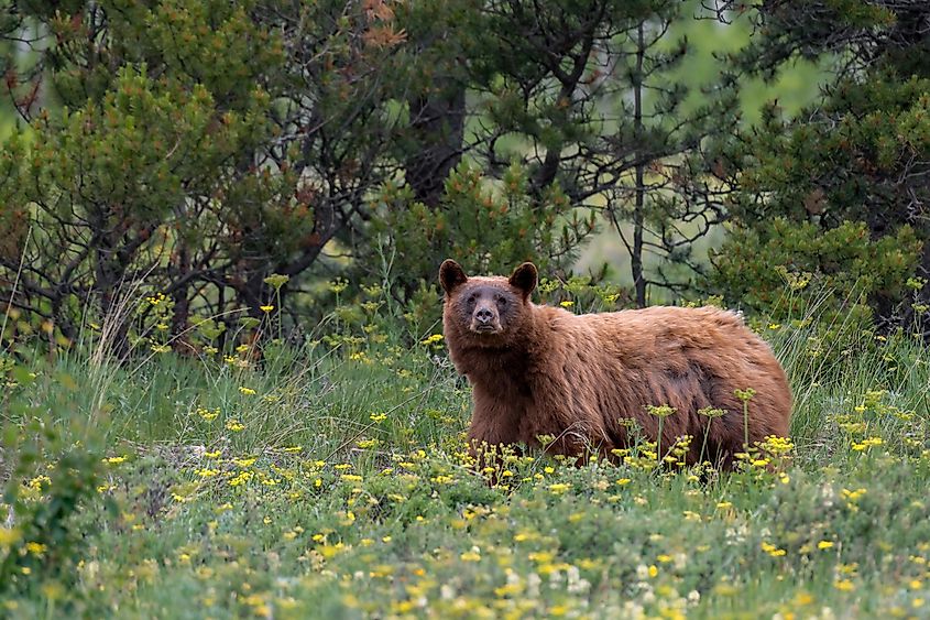 American black bear (Ursus americanus) Glacier National Park, Montana