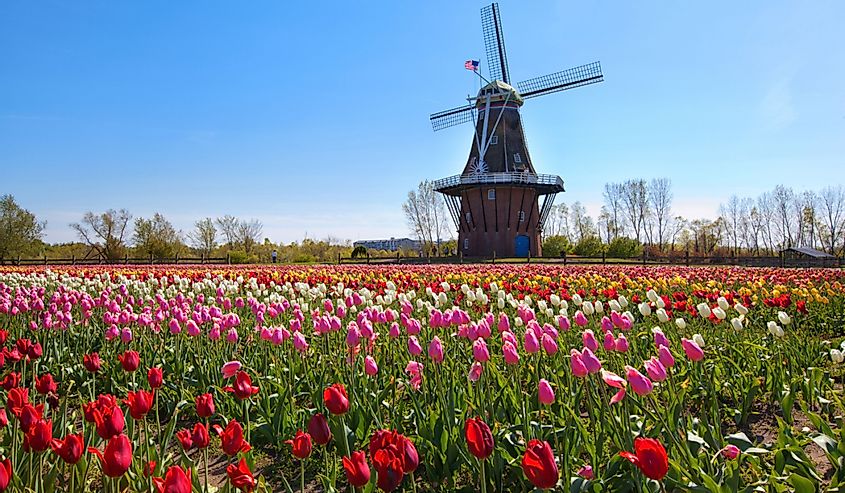 An authentic wooden windmill from the Netherlands rises behind a field of tulips in Holland Michigan at Springtime