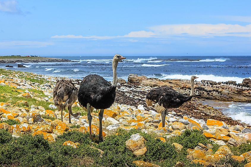 Cape of Good Hope