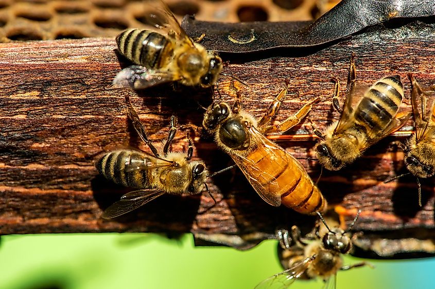 The queen bee swarm.