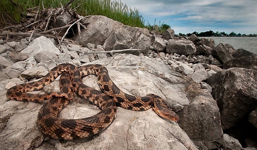 Eastern Fox snake basking on rocks on shoreline wide angle portrait