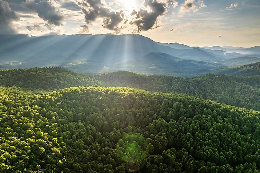 Mount Mitchell State Park's woods in summer.