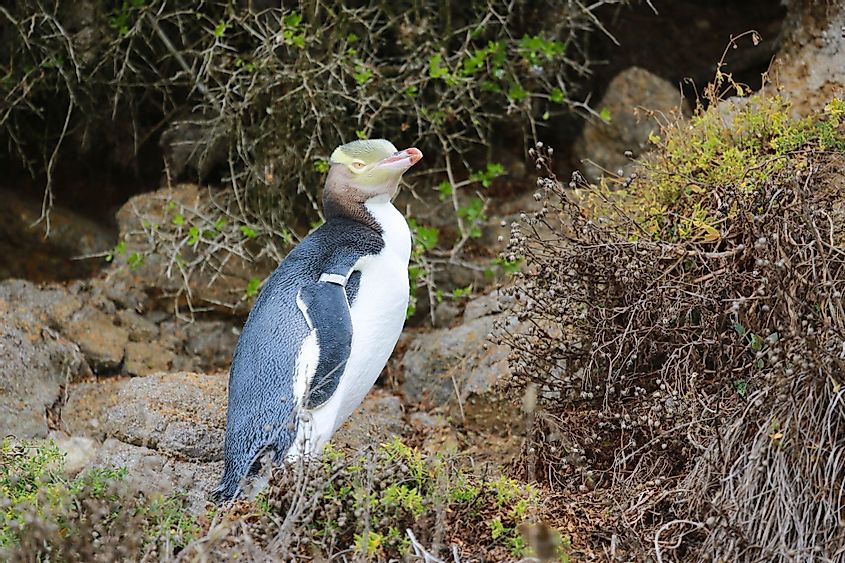 Endemic yellow-eyed penguins in Oamaru, South Island, New Zealand