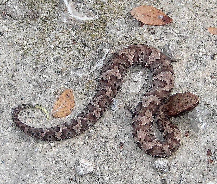 Juvenile cottonmouth By Jim Evans - Own work, CC BY-SA 4.0, https://commons.wikimedia.org/w/index.php?curid=80436541