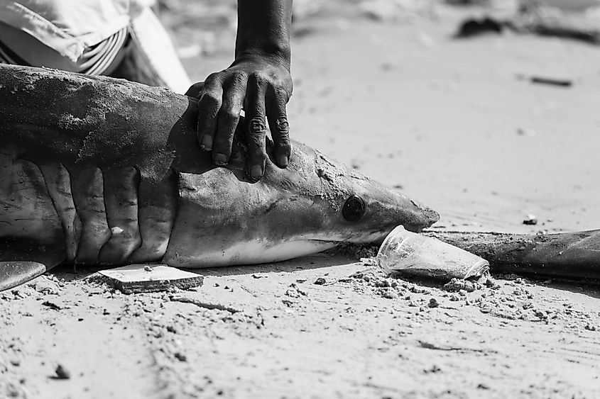 Sharks are often killed for meat or other purposes.