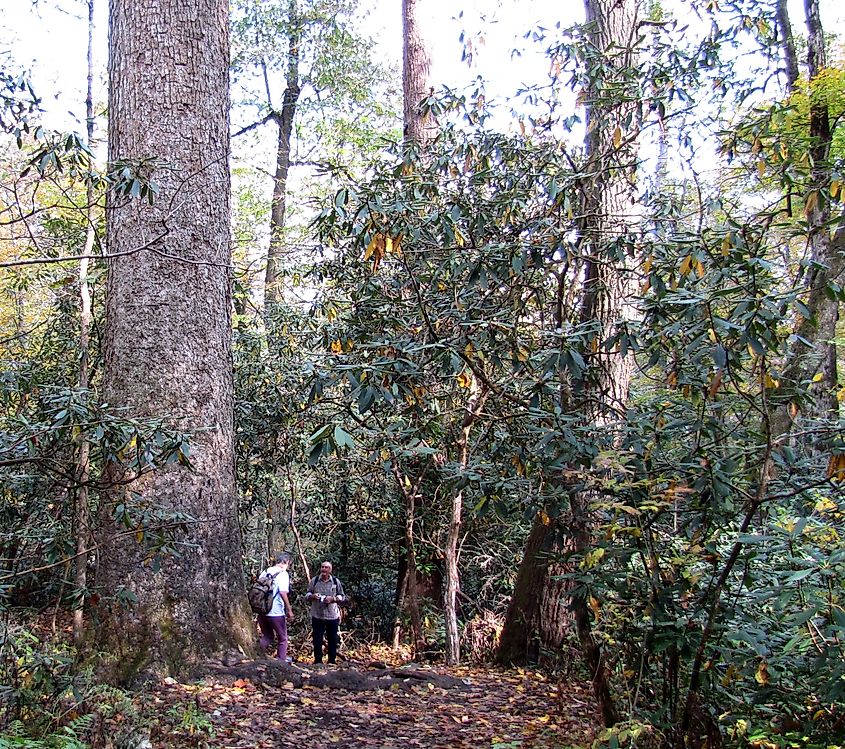 Visitors stand next to a 400-year old tree at the Joyce Kilmer Memorial Forest in Graham County, North Carolina, USA.
