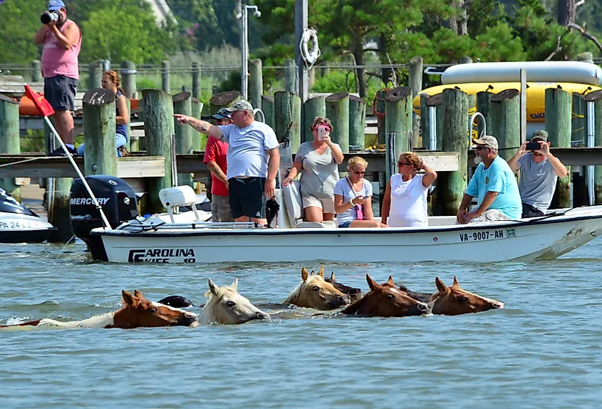 Chincoteague ponies swimming, Chincoteague Island, Virginia.