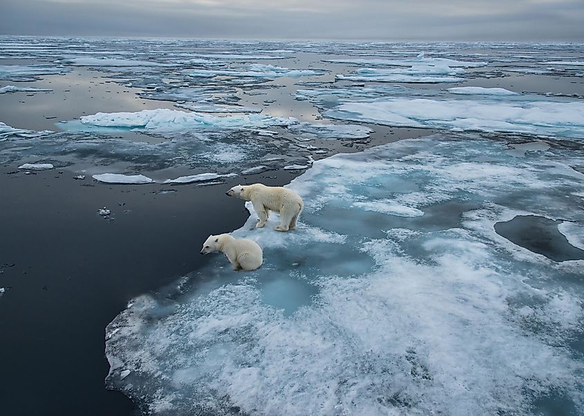 Polar bears in the Arctic