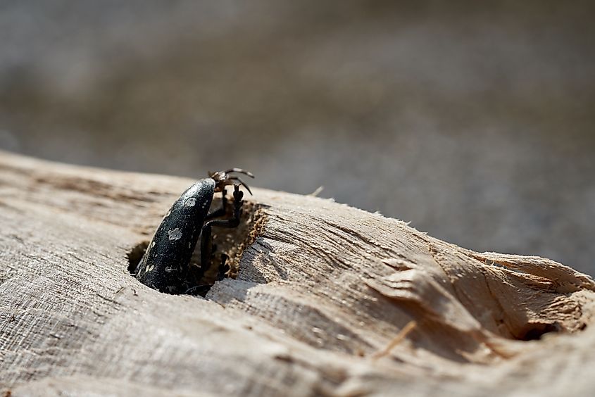 Asian longhorn beetle (Anoplophora glabripennis) in the wood of a maple tree