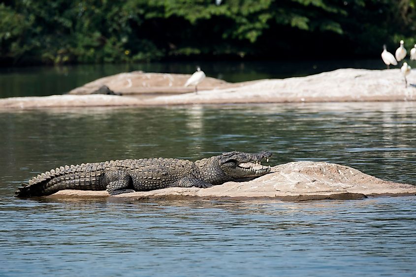 A mugger crocodile basking in the sun on a boulder in Kaveri River.