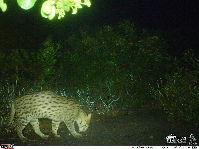 Fishing cat