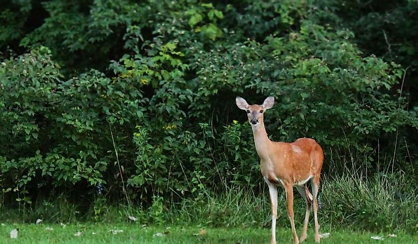 Deer in Geode State Park. 