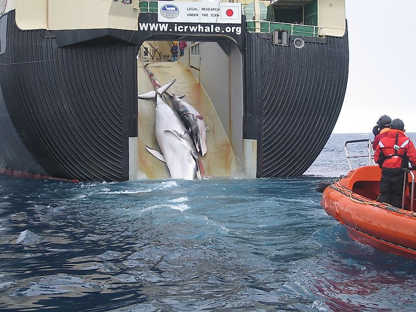 An adult and sub-adult Fin whale are dragged aboard the Nisshin Maru, a Japanese whaling vessel.