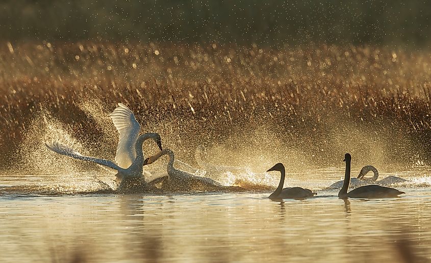 Malheur National Wildlife Refuge, trumpeter swans. 