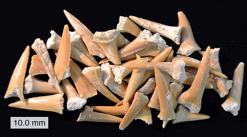 A collection of Cretaceous shark teeth.