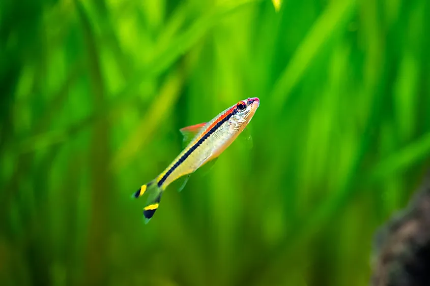 Western Ghats fish