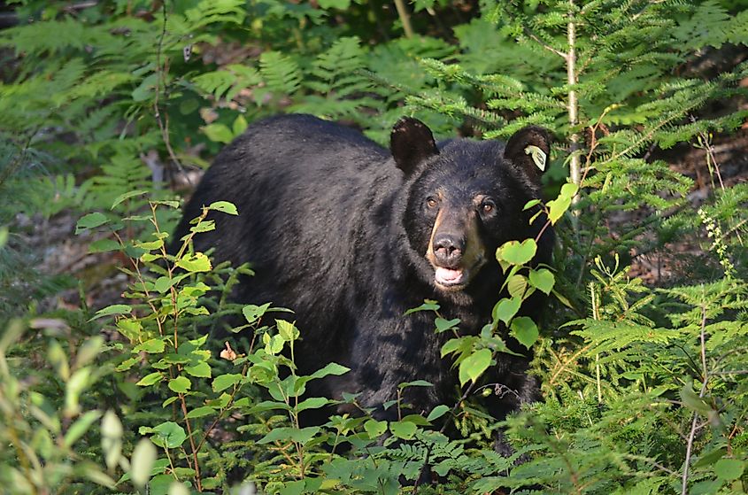 black bear white mountains