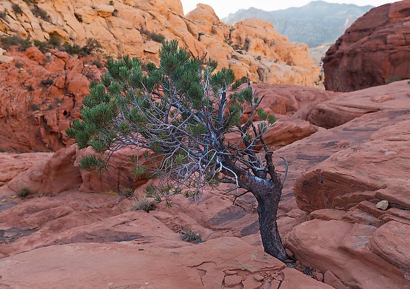 Calico Tanks Trail, Red Rock Canyon National Conservation Area, Nevada