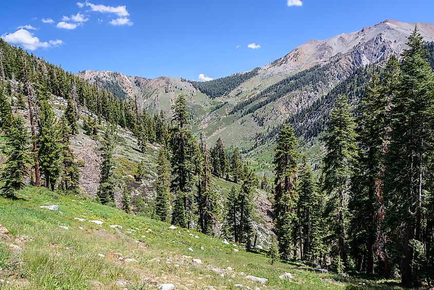 Mineral King area Sequoia National Park, California.