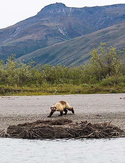 Wolverine spotted in Gates of the Arctic National Park.