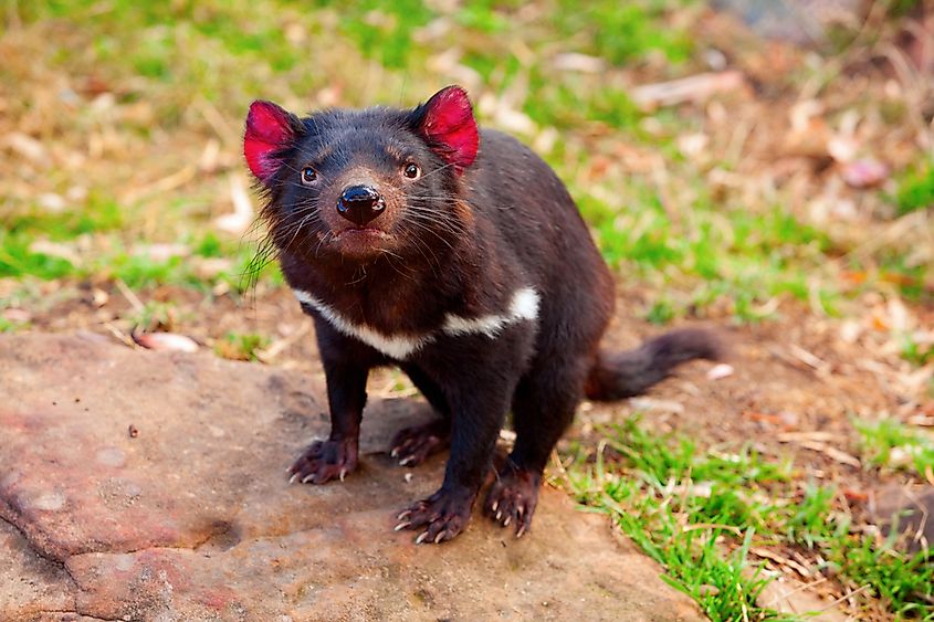 16 Animals That Live in Australia - WorldAtlas 16 Animals That Live in Australia - WorldAtlas